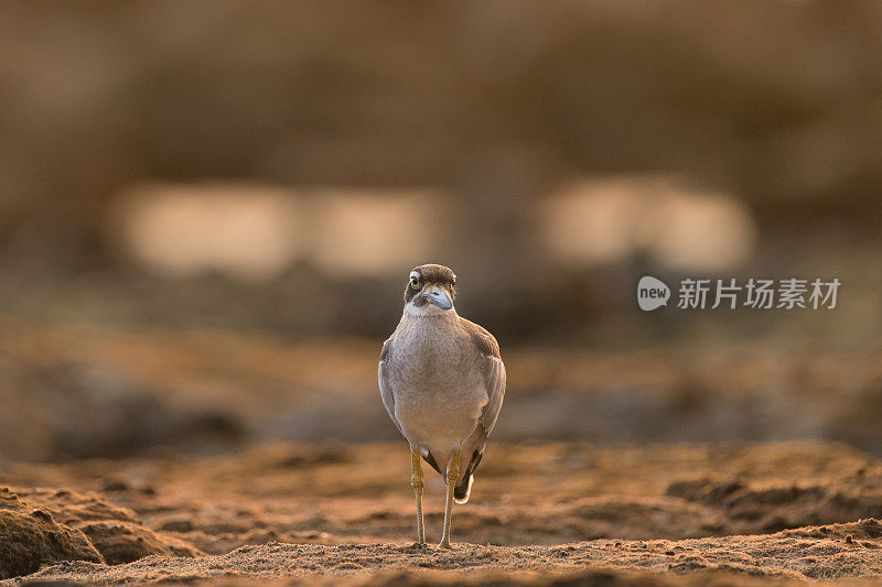 海鸟:成年海滩粗膝鹬(Esacus magnirostris)，又名海滩石鸻。